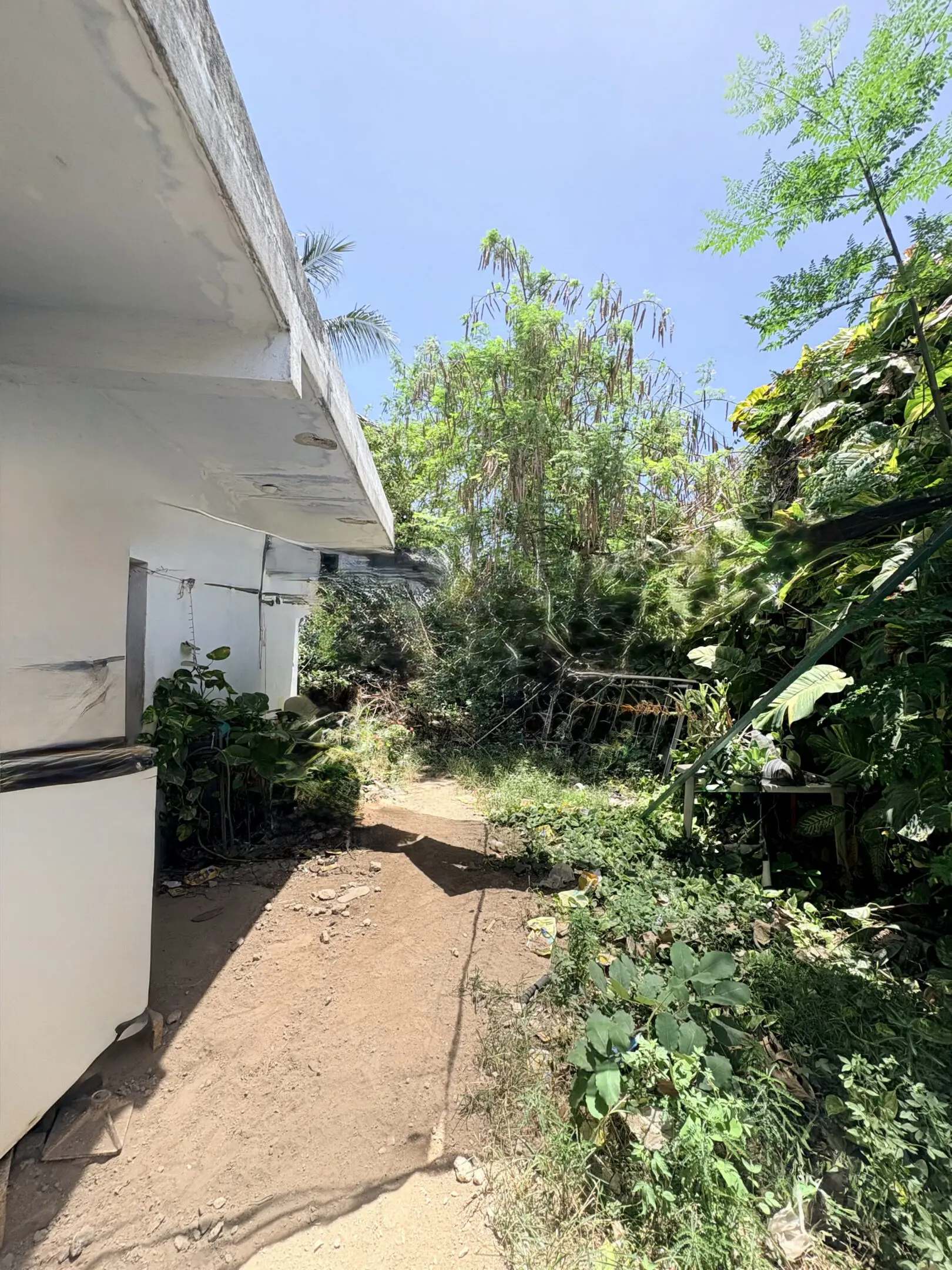 Overgrown backyard path beside white building