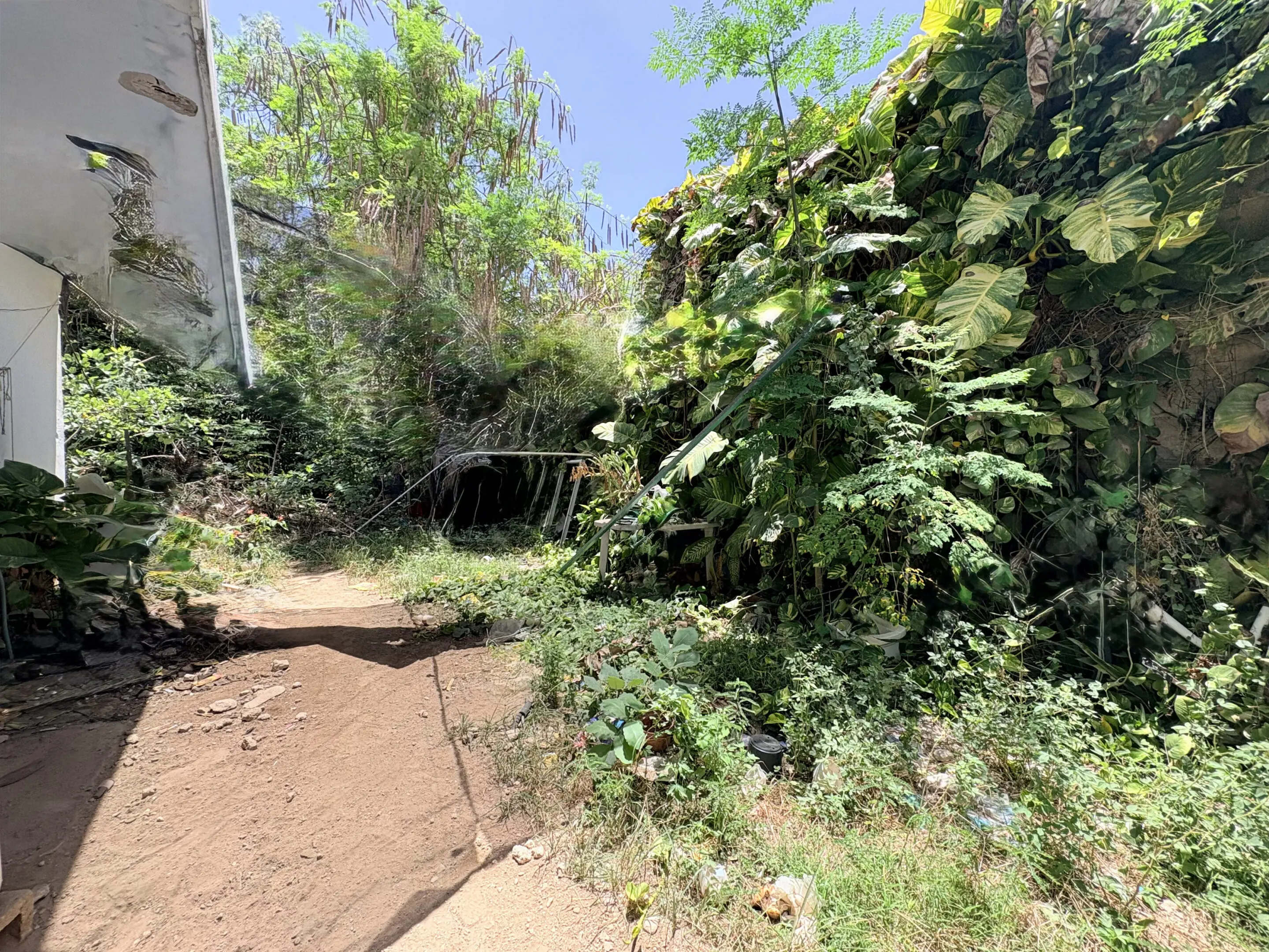 Overgrown backyard with dense vines and dirt path