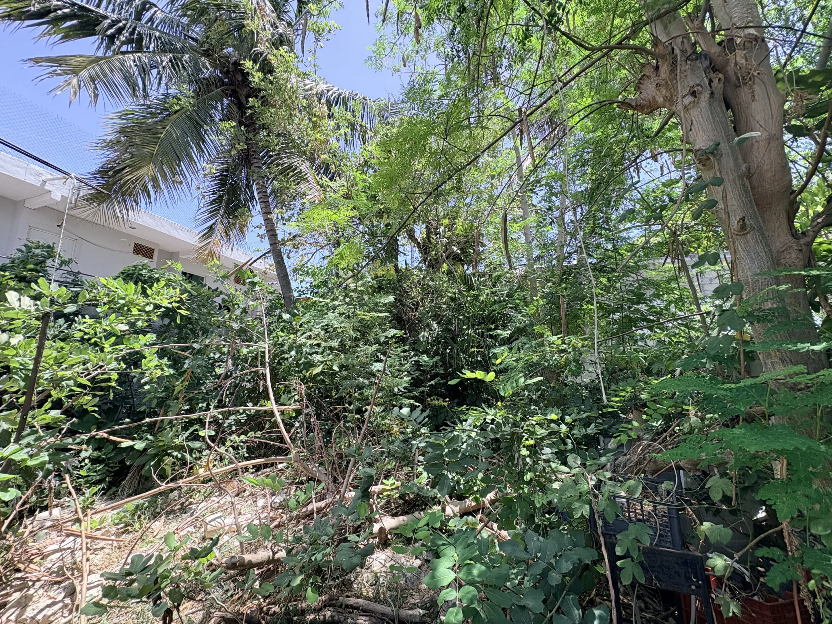 Overgrown green backyard with trees and palm