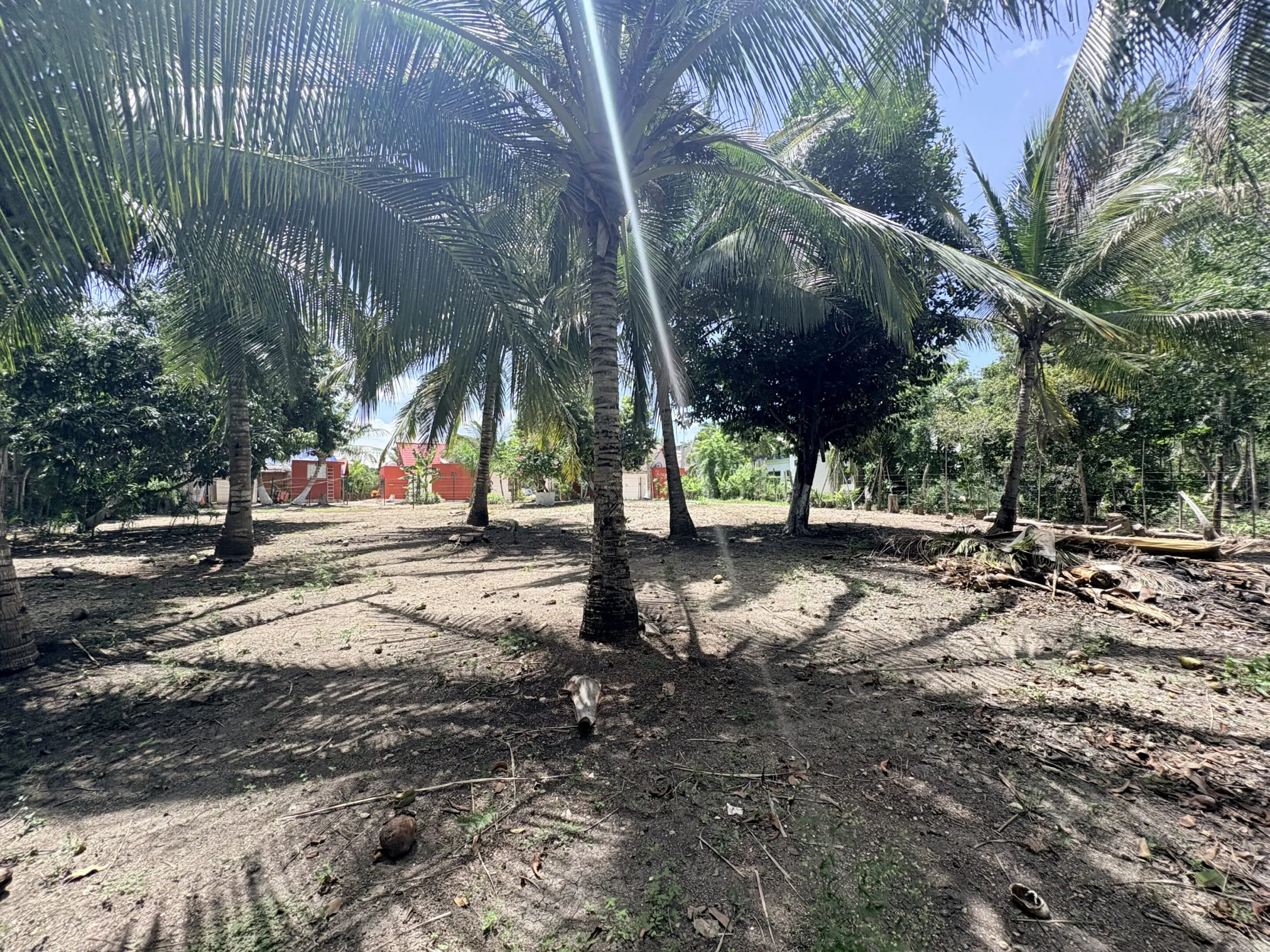 Palm trees shading dirt yard with red huts