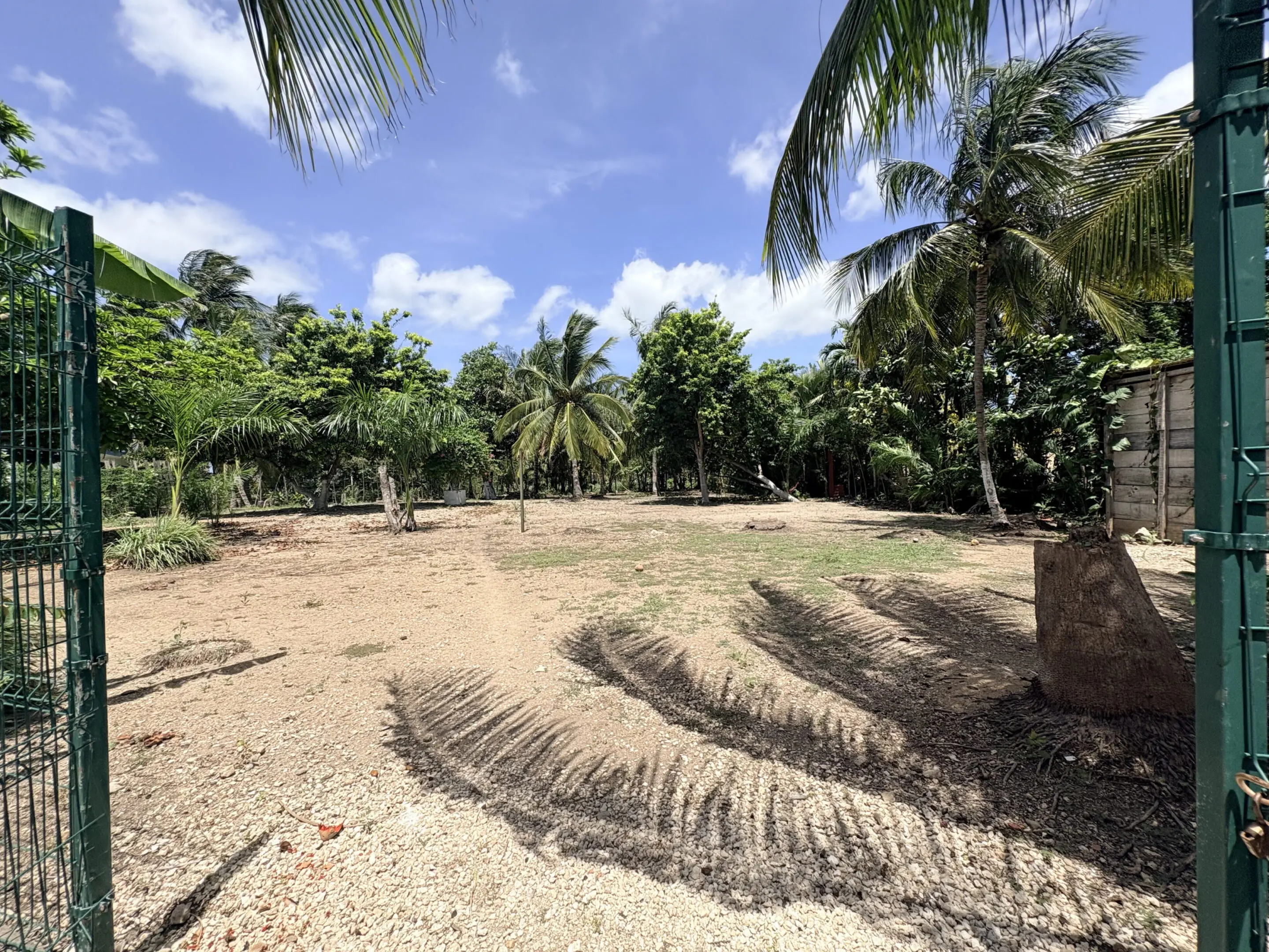 Open gate to tropical yard with palm trees