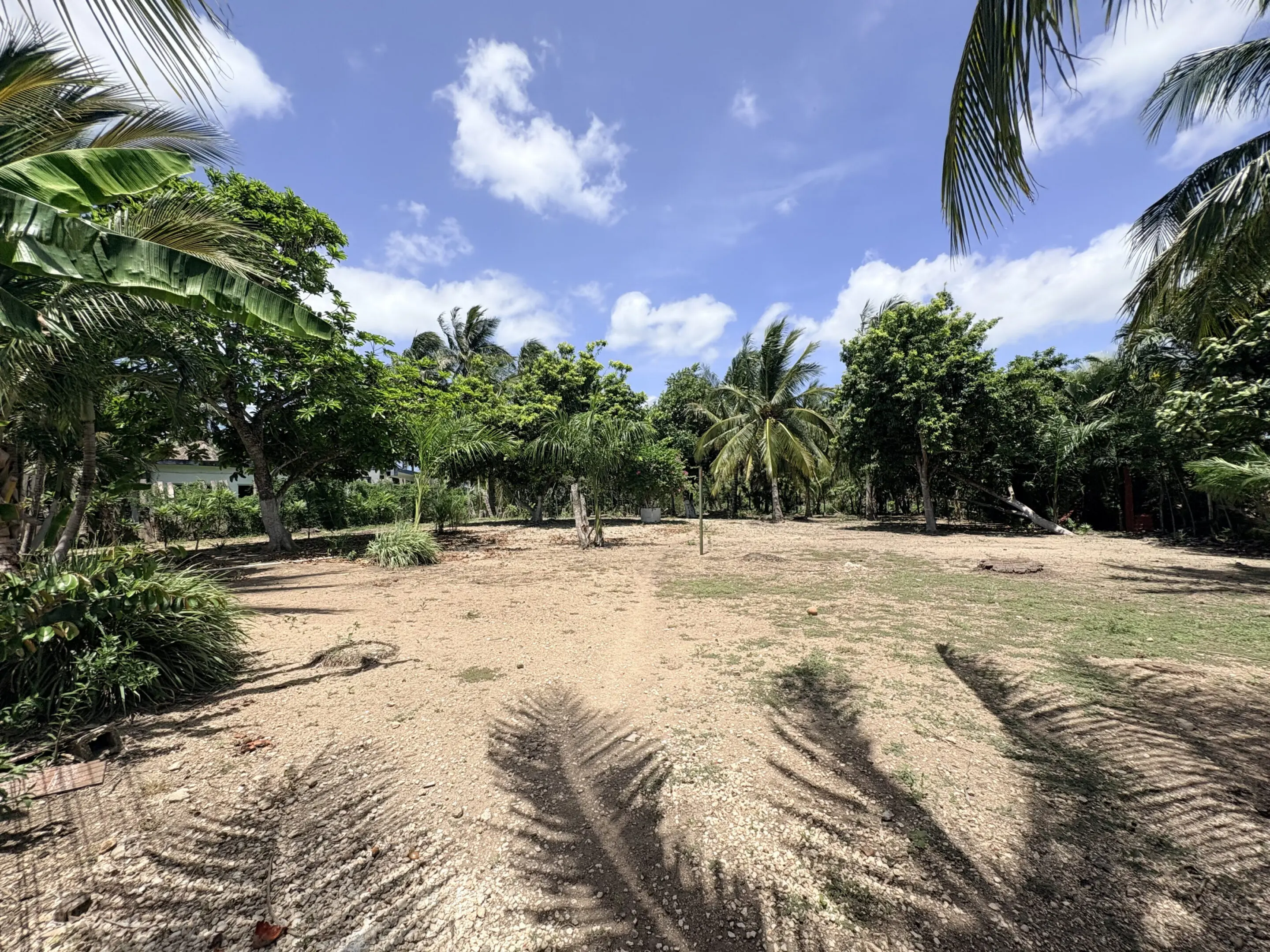 Sandy tropical clearing with palm trees