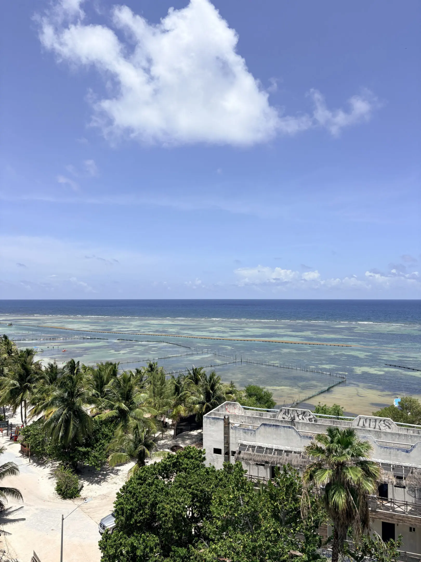 Coastal view with palm trees and ocean