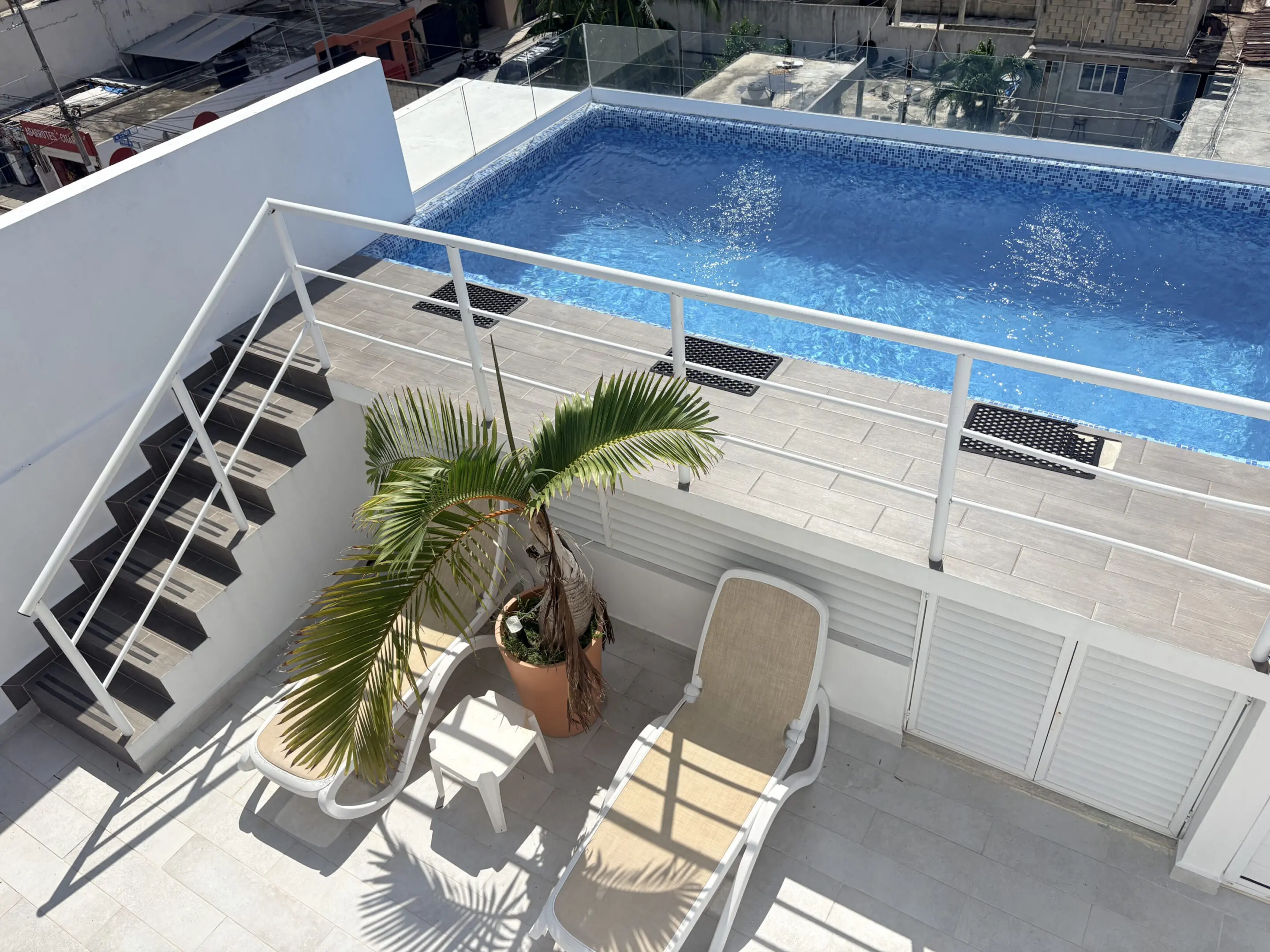 Rooftop pool with lounge chairs and palm