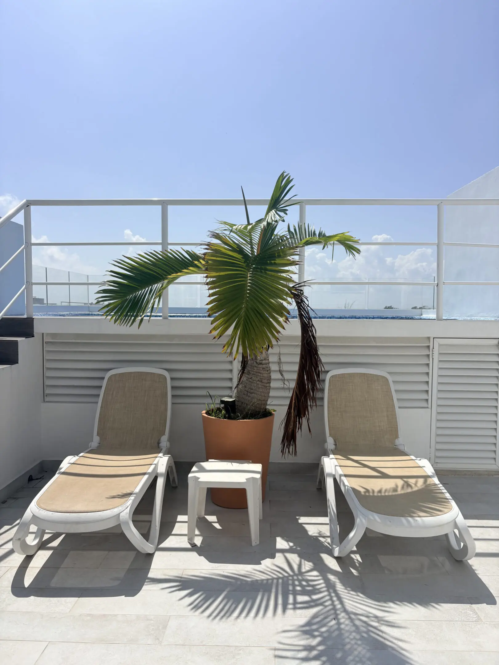 Two lounge chairs beside potted palm on terrace