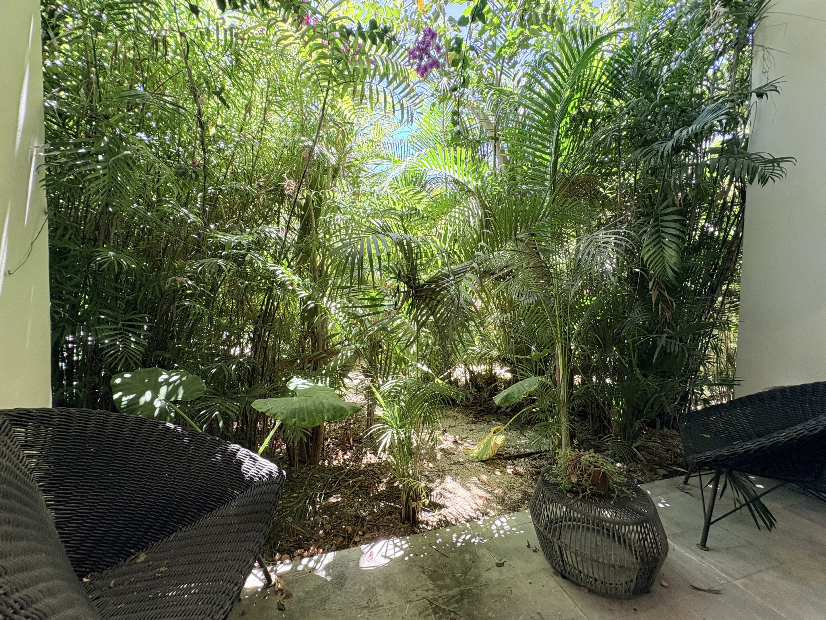 Lush tropical patio with wicker chairs