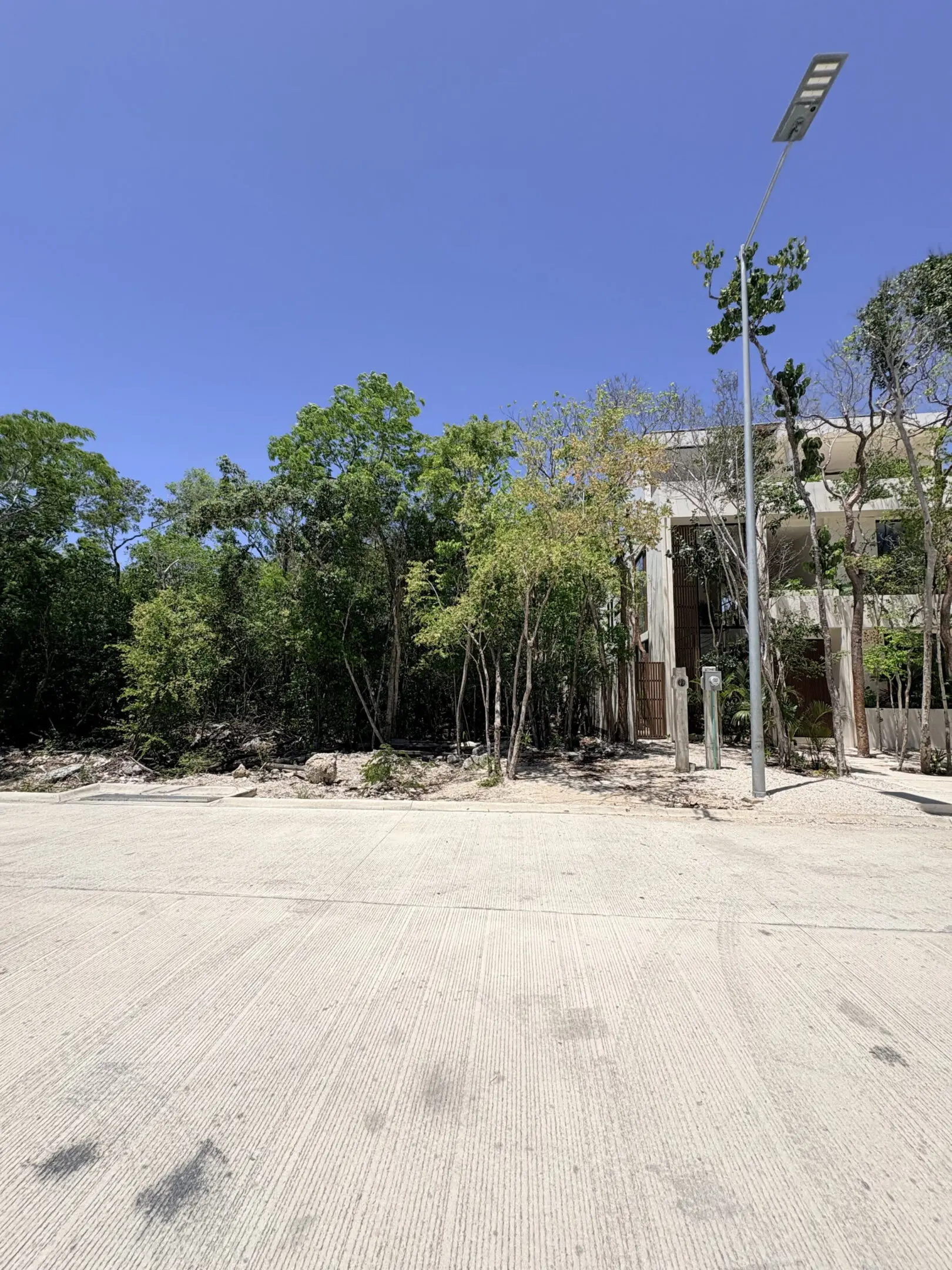 Empty concrete street with trees and lamppost