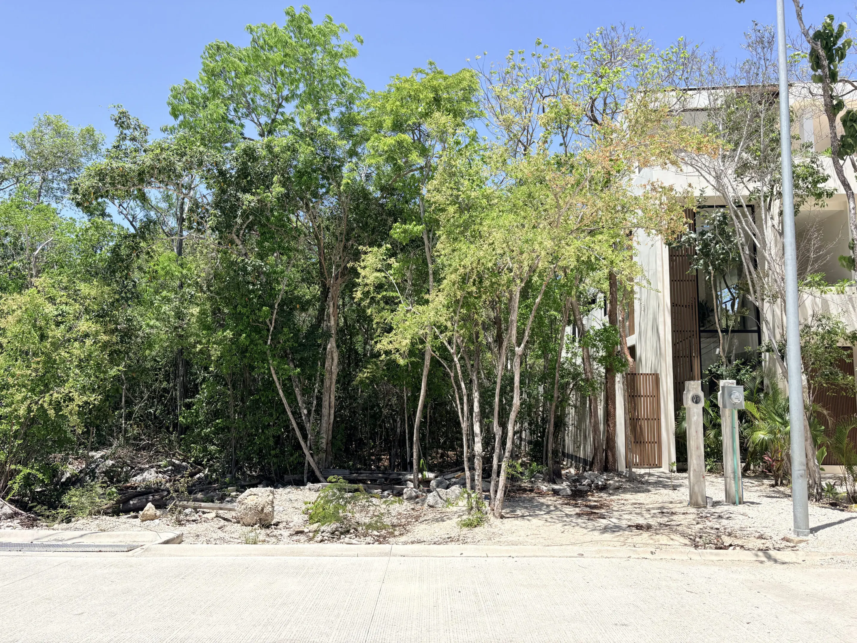 Trees in front of modern house