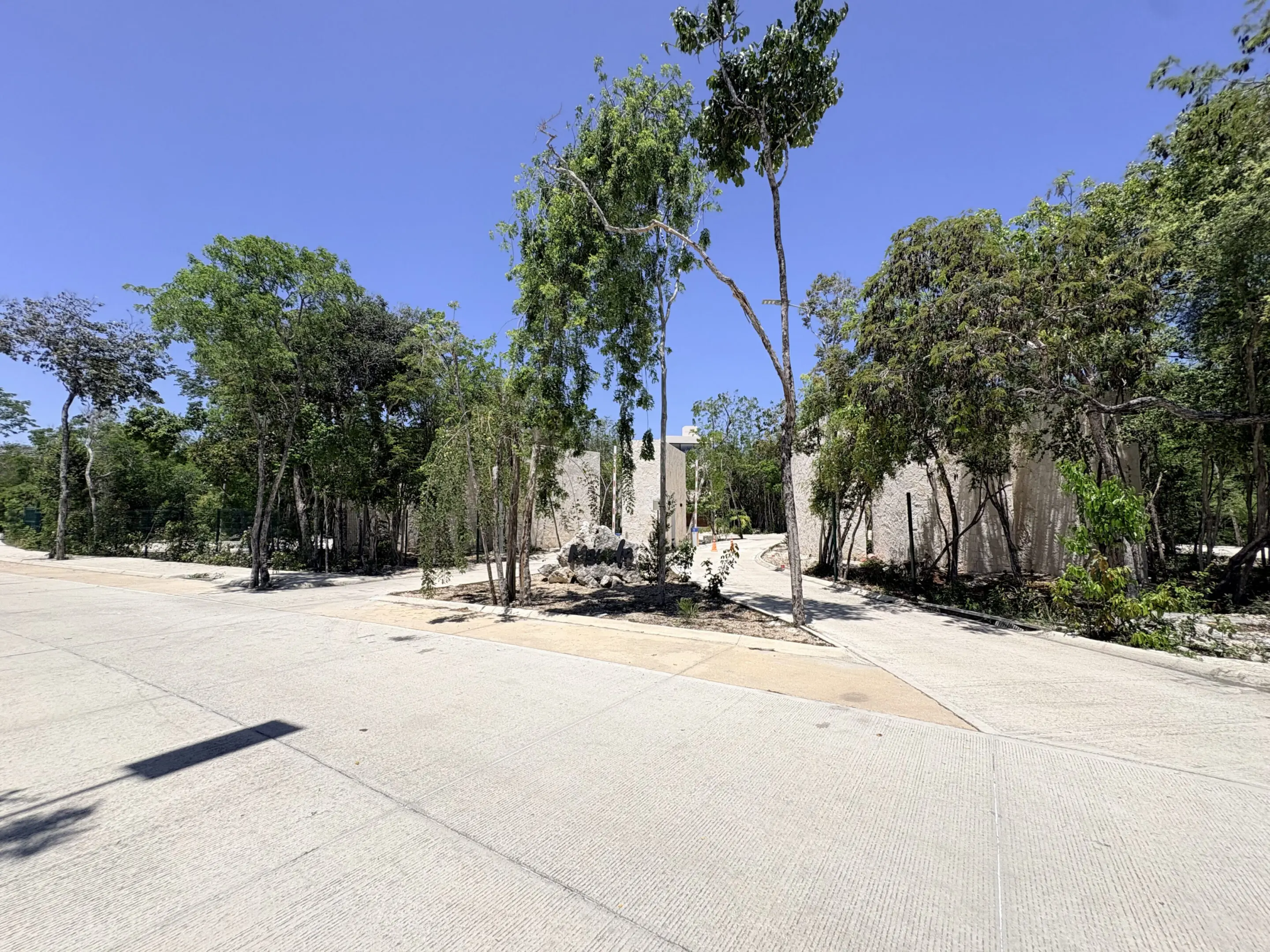 Sunlit empty paved street lined with trees