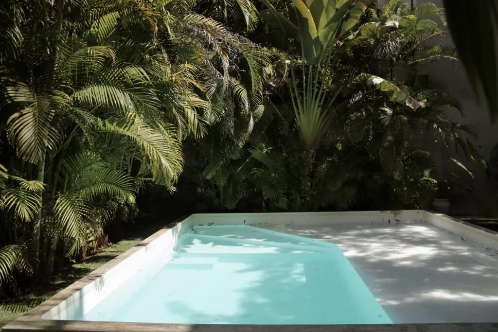 Small backyard pool surrounded by tropical palms