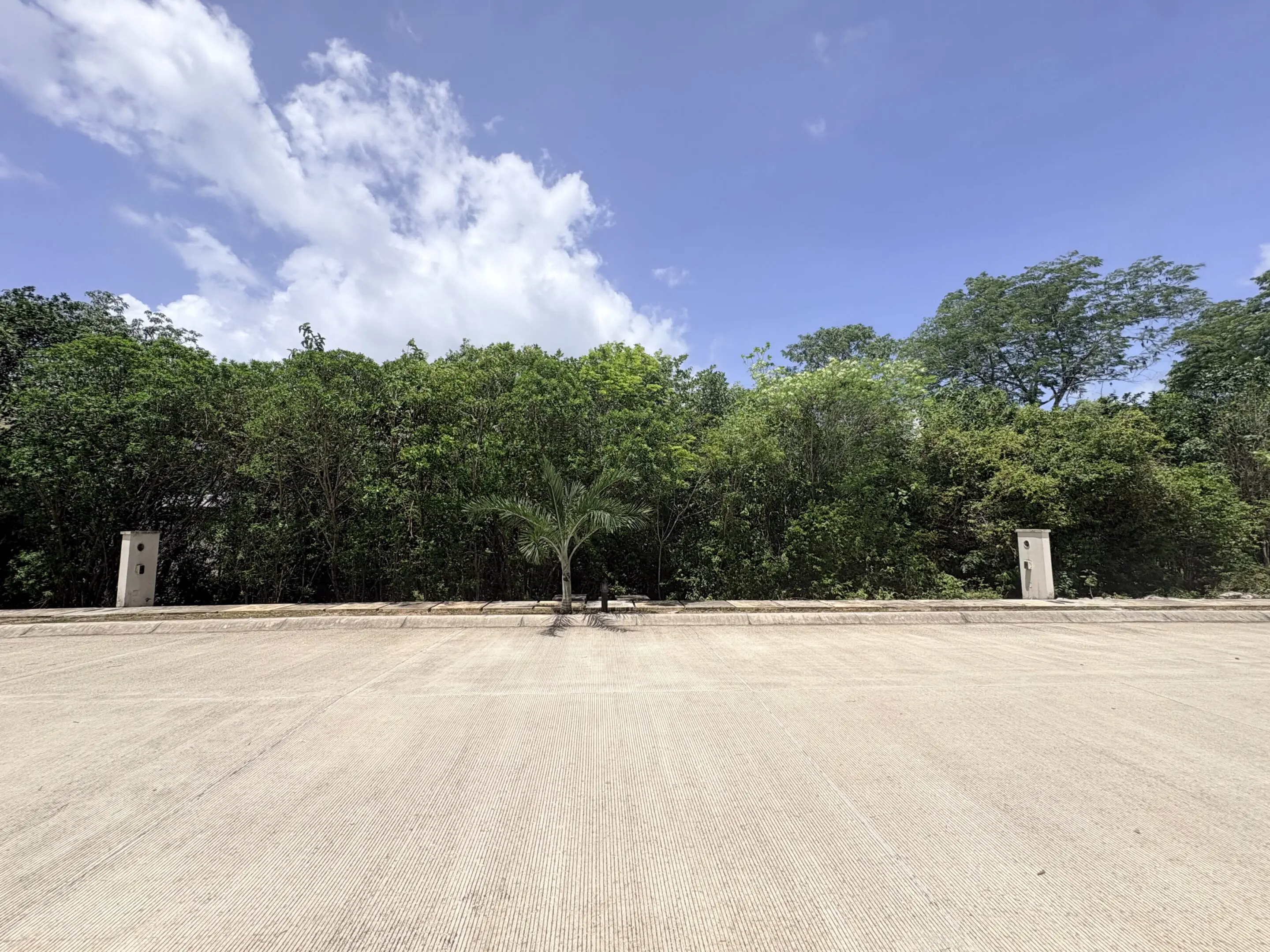 Empty concrete lot with centered palm tree