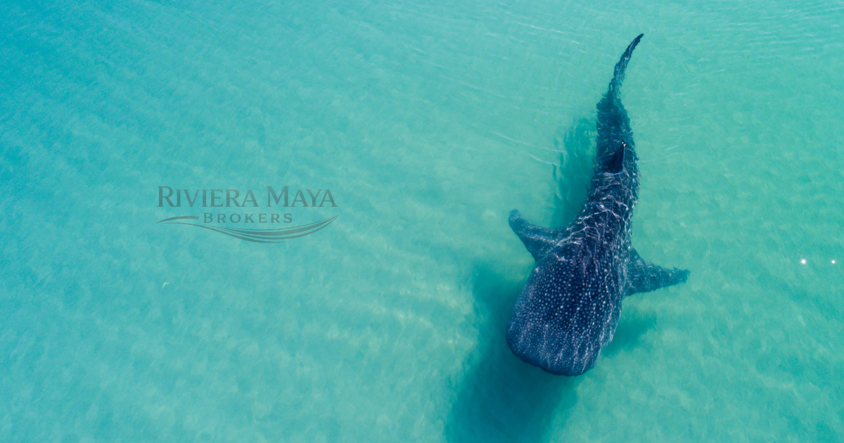 Aerial view of whale shark in turquoise water