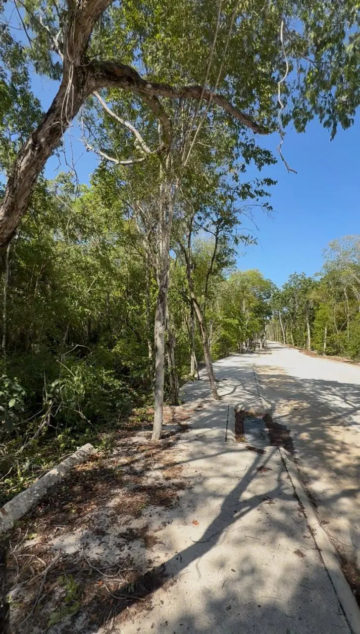 Sunlit sidewalk along tree-lined rural road