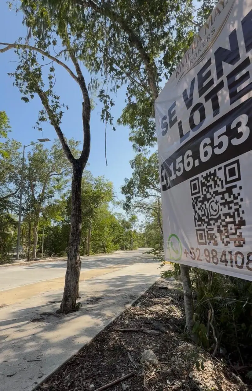 Lot for sale sign beside tree-lined road
