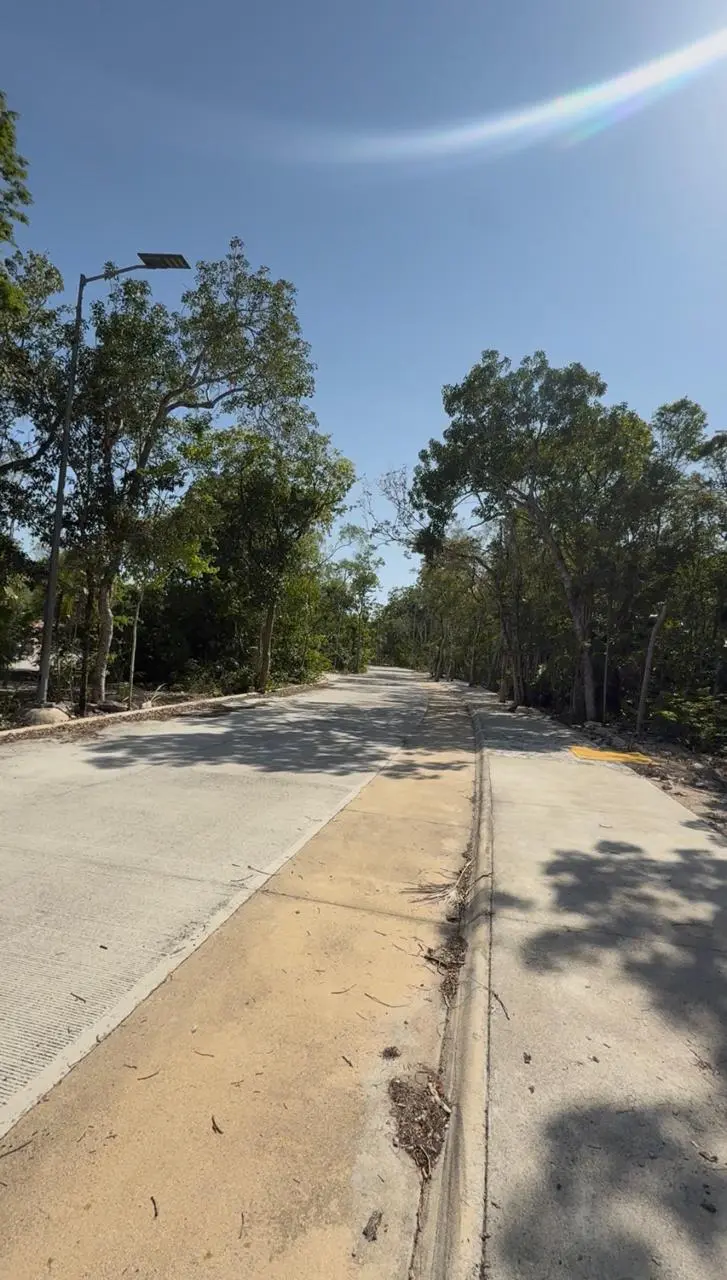 Sunlit tree-lined road under clear blue sky