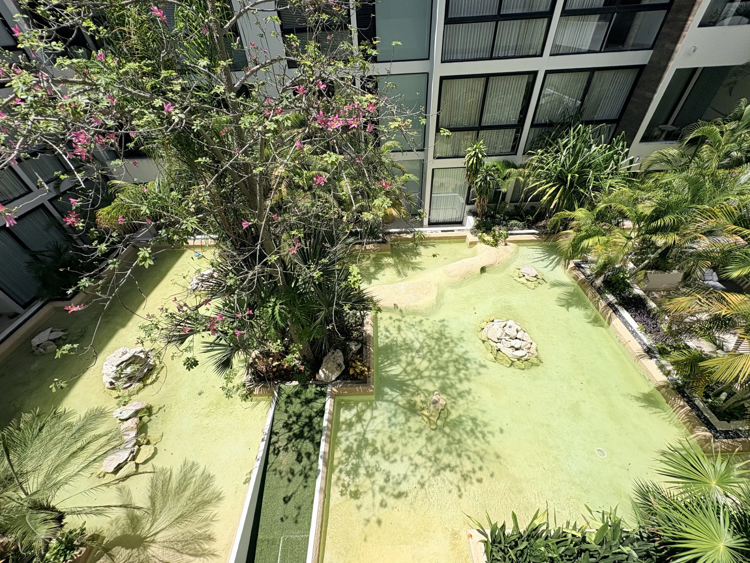 Sunlit courtyard pond with tropical plants