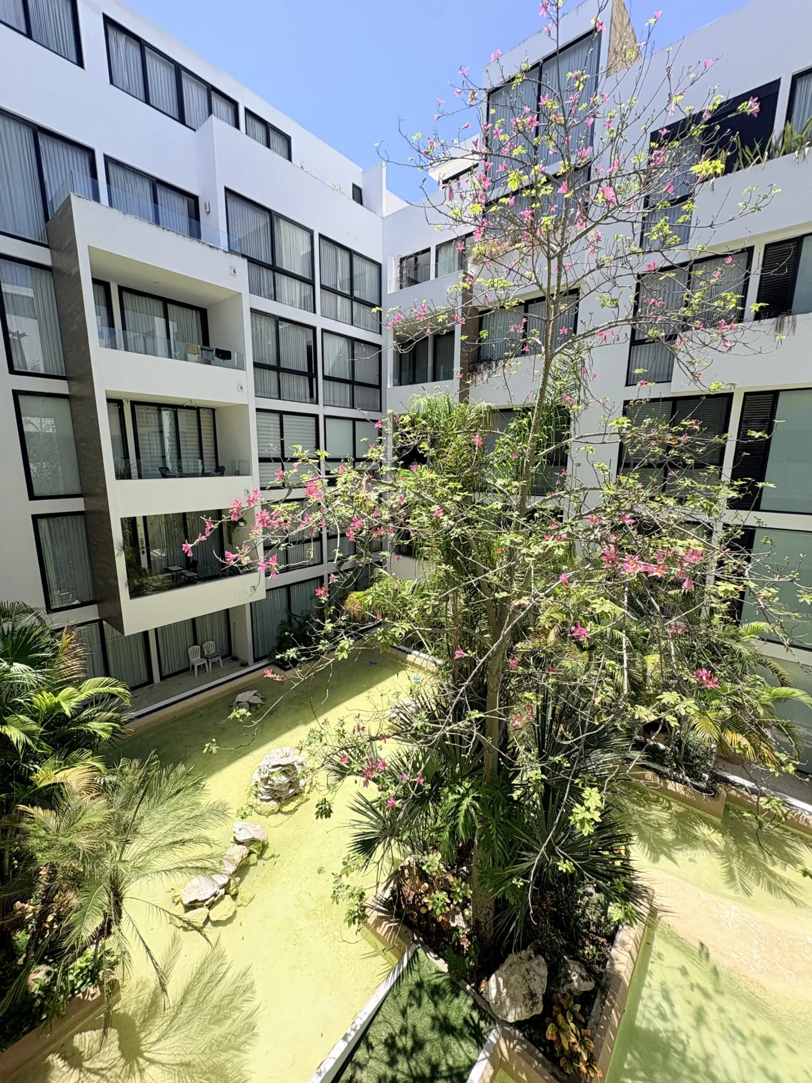 Sunlit courtyard with flowering tree and pond