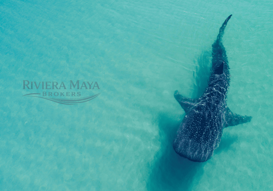 Aerial view of whale shark in turquoise water